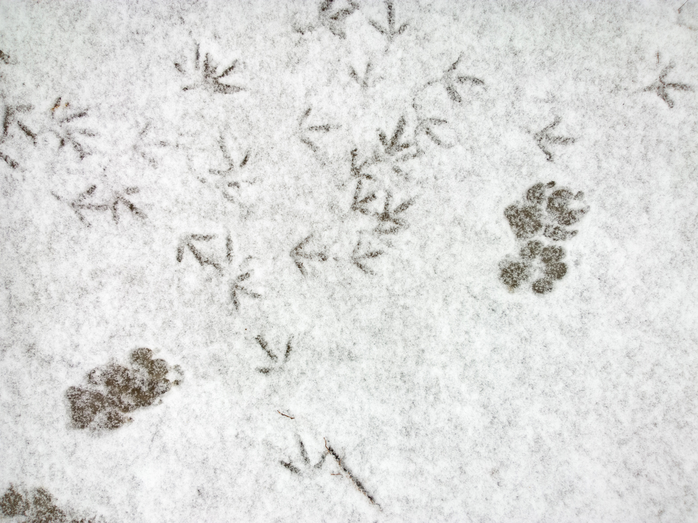 Bird trace in snow.