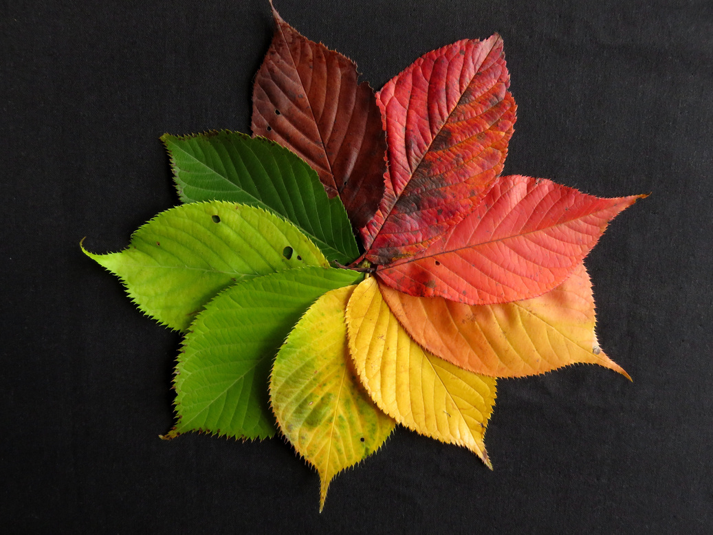 Arrangement of Autumn Leaves